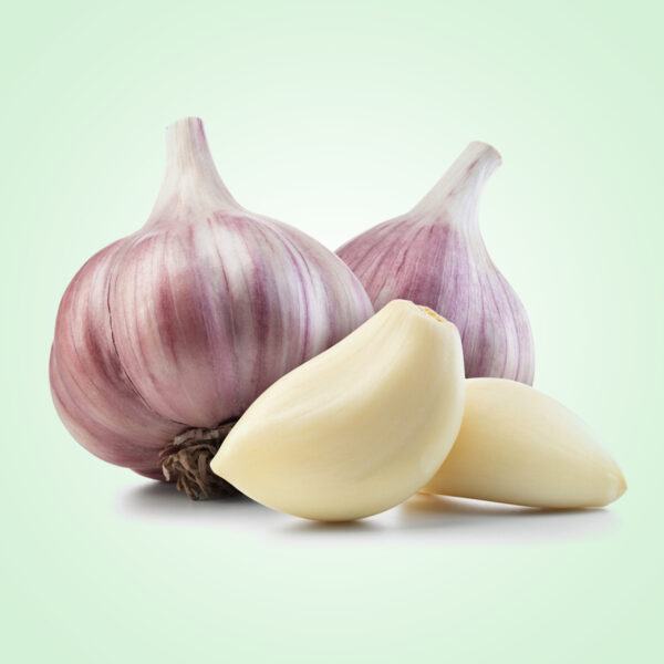 Garlic